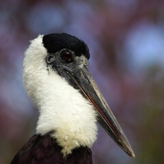 black crowned night heron