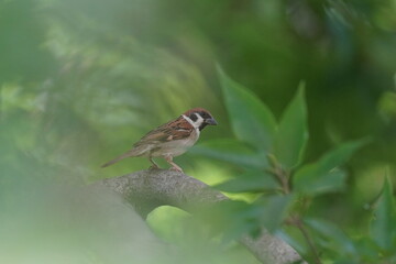 sparrow in a forest