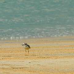 Beach scenery at Paloh Hinai, Pahang, Malaysia