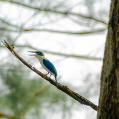 The collared kingfisher (Todiramphus chloris) perched on a tree branch in Pahang, Malaysia.