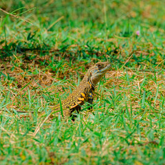 The common butterfly lizard (Leiolepis belliana), or butterfly lizard  in Malaysia. Selective focus applied
