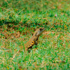 The common butterfly lizard (Leiolepis belliana), or butterfly lizard  in Malaysia. Selective focus applied