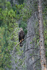 bald eagle on a tree branch