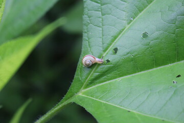 자연 나뭇잎 달팽이 nature leaf snail