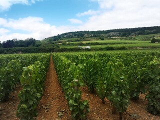 Fototapeta na wymiar vineyard in bourgogne 
