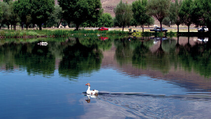 swans on the lake