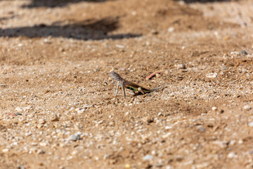 Male greater earless lizard, Cophosaurus texanus, in the Sonoran Desert. A colorful reptile native to the American Southwest in his natural habitat. Pima County, Tucson, Arizona, USA.