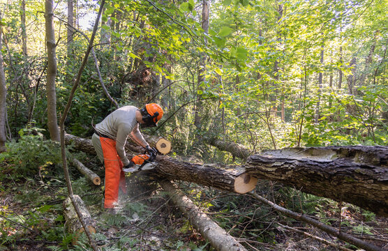 Homme coupant des arbres tomb&eacute;s avec une scie &agrave; cha&icirc;ne
