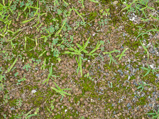 Background from earth, stones and moss. Ground under your feet.  Background from natural elements.