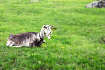 Fototapeta premium Goat on the green summer meadow with geen grass on the background. Copy space