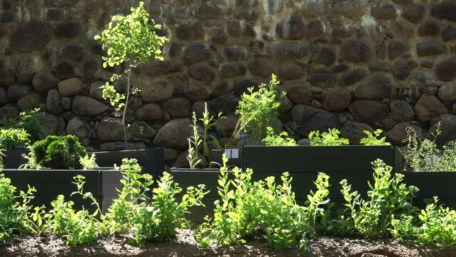 Herbs and medicinal plants in wooden boxes. The garden outdoors scenic view in the summer season on a sunny day, located at the ancient stone wall of the palace ruins in Dobele, Latvia
