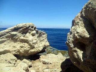 red sea fish and coral reef