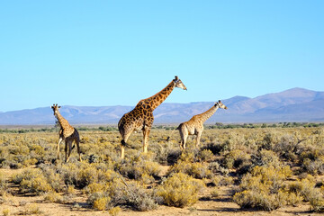 Obraz na płótnie Canvas Tall giraffes in the savannah in South Africa. Wildlife conservation is important for all animals living in the wild. Animals walking around a woodland in a safari against a clear, blue sky