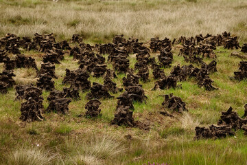 Small piles of Irish peat bog turf in a field air drying for later use in a stove or fireplace as...
