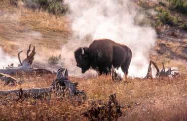 a Buffalo in Yellowstone stands in warm steam pools