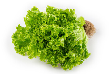 Curly lettuce isolated on white background.