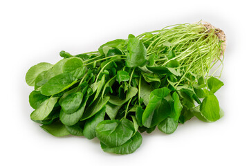 Hydroponic watercress isolated on white background. Cress.