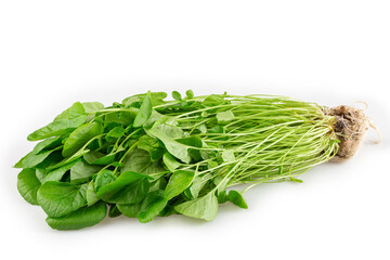 Hydroponic watercress isolated on white background. Cress.