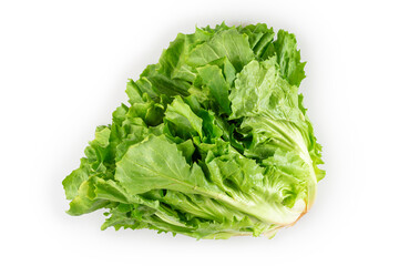 Vegetable chicory isolated on white background.