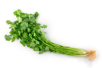 Coriander isolated on white background.
