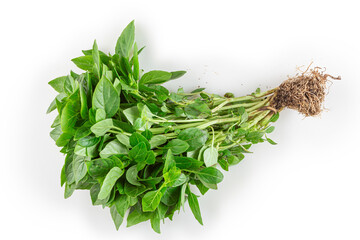 Basil isolated on white background.