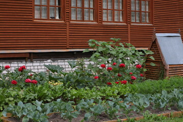 Fototapeta na wymiar Blooming red flowers and vegetables in the garden growing cabbage carrots zucchini, sunflower in front of a wooden brown rural house vintage rustic backyard view