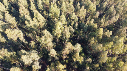 Vista aérea de drone sobre floresta