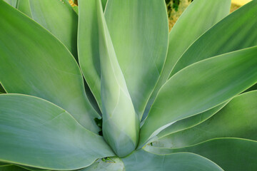 Green Agave succulent plant growing in the summer season. Closeup of a tropical perennial plants...