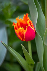 perfect spring tulip is a home garden
