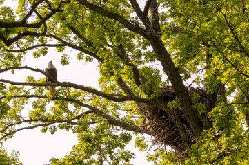 Bald Eagle And Nest