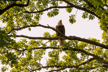 Bald Eagle Giving Warning Shrieks.