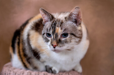 Pretty calico cat sitting quietly against a backdrop