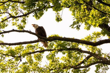Bald Eagle Giving Warning Shrieks.