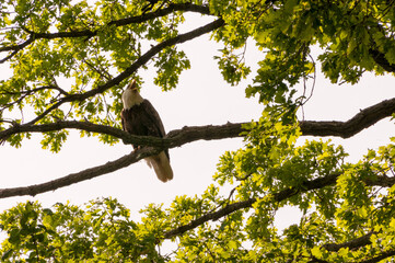 Bald Eagle Giving Warning Shrieks.