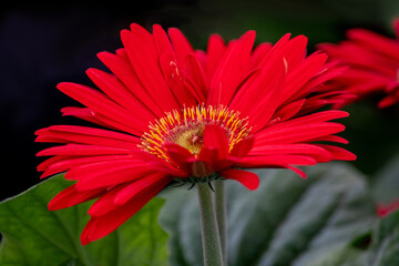 Red gerbera daisy close up in a garden