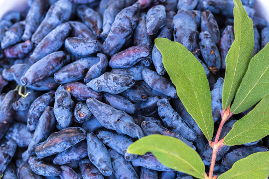 Fresh blue honeysuckle, also known as Honey berry, a background of blue berries with green leaves. Fashionable tinting.
