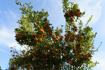 A tree filled with a fruit mixed of lemon and mandarin oranges