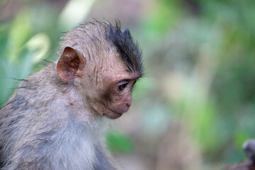 可愛いサル