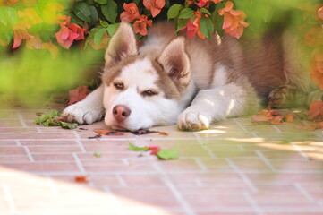 Husky echado en la cochera entre las flores 