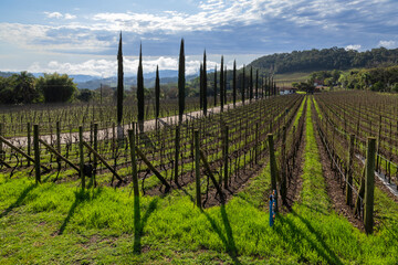 Fototapeta na wymiar vines from southern Brazil producing quality wines, Bento Gonçalves, RS, Brazil