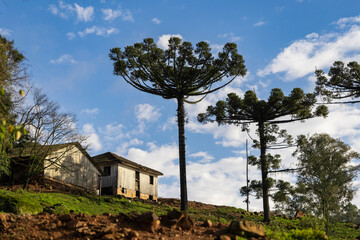 Fototapeta na wymiar Wooden house in the countryside with a tree typical of the southern region of Brazil, Araucaria, Bento Gonçalves, RS, Brazil