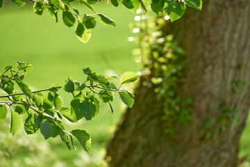 Closeup view of leaves on a tree in the forest on a summer day in Denmark. Peaceful natural scenery growing in the wild. Lush green flora growing in a remote and scenic location outdoors in nature