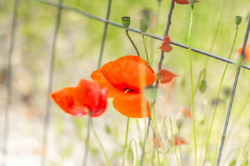 Portrait of a red poppy flower growing between a steel hording fence in summer, Papaver rhoeas