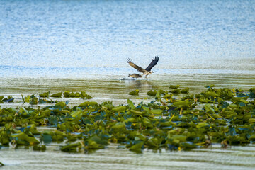 Osprey Catching Fish with Talons