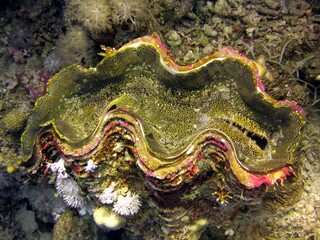 red sea fish and coral reef