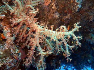 red sea fish and coral reef