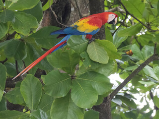 Scarlet Macaw 