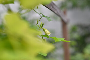 White flowers of Winged bean. (Psophocarpus tetragonolobus plant)