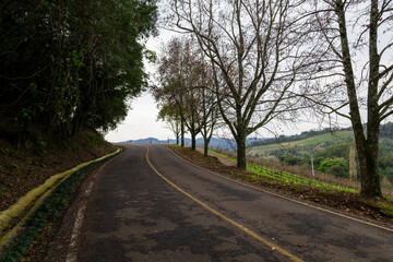 Fototapeta premium Trees near the road with vines in the background, Bento Gonçalves, RS, Brazil