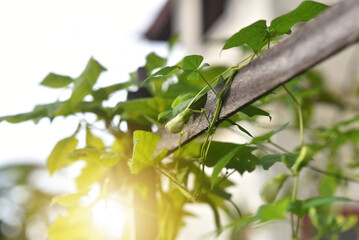 White flowers of Winged bean. (Psophocarpus tetragonolobus plant)